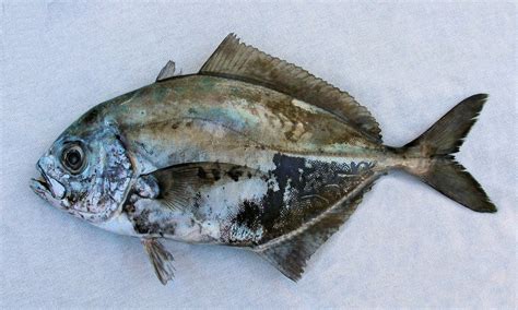 jack fish family|carangidae fish.